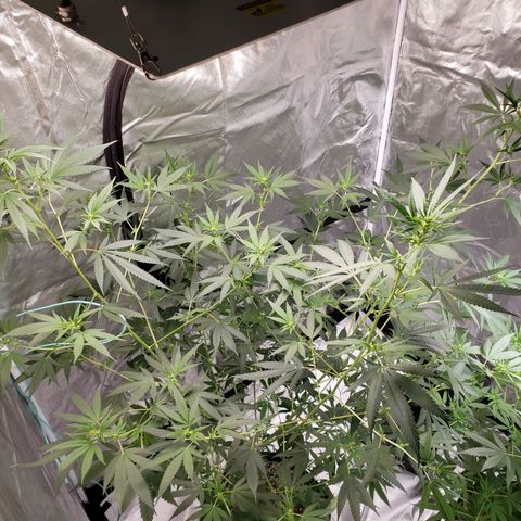 SLH growlog timeline photo