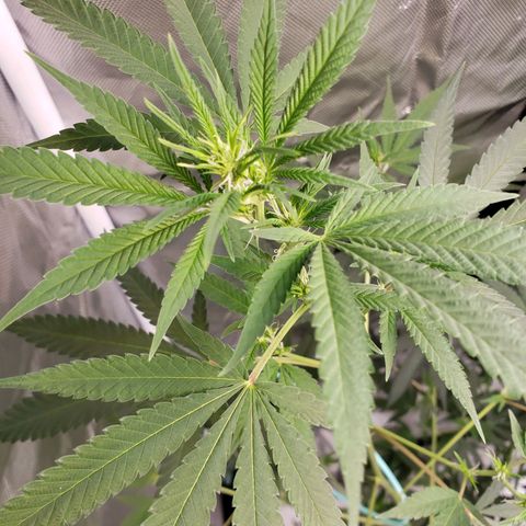 SLH growlog timeline photo