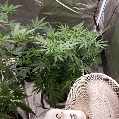 SLH growlog timeline photo