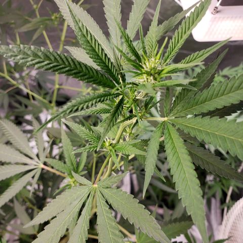 SLH growlog timeline photo