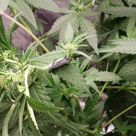 SLH growlog timeline photo