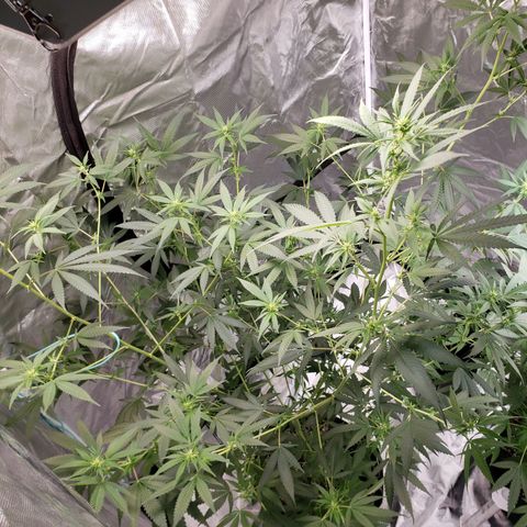 SLH growlog timeline photo