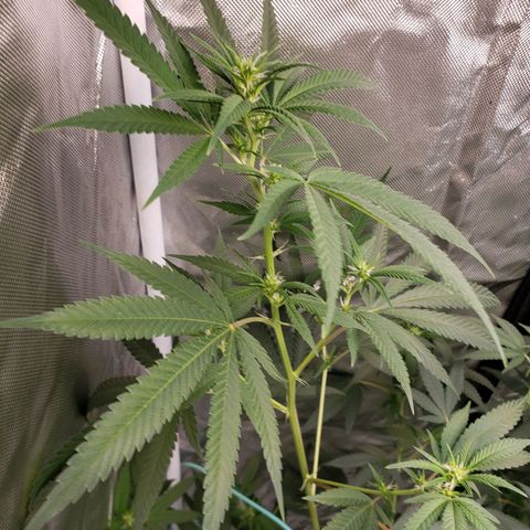 SLH growlog timeline photo