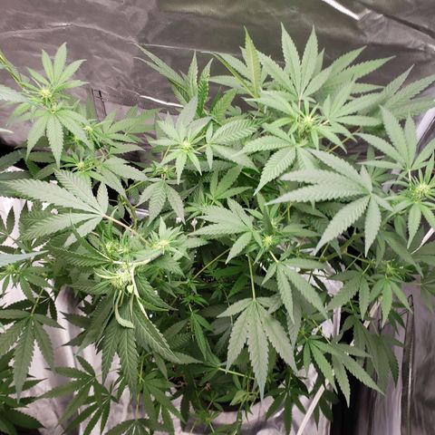 SLH growlog timeline photo