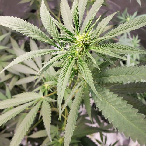 SLH growlog timeline photo