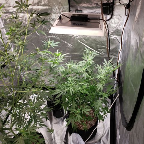 SLH growlog timeline photo