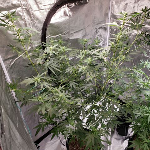 SLH growlog timeline photo