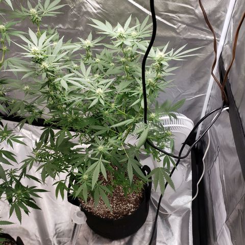 SLH growlog photo: Humidifier to save the day! (22 pint with drain hose)