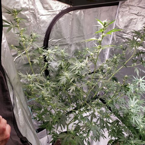 SLH growlog photo: Humidifier to save the day! (22 pint with drain hose)