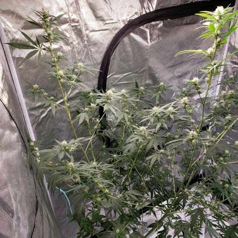 SLH growlog timeline photo