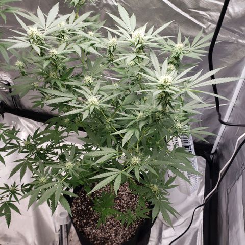 SLH growlog timeline photo