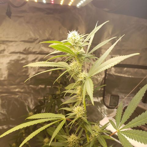 SLH growlog timeline photo
