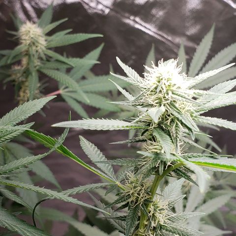 SLH growlog timeline photo
