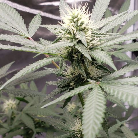 SLH growlog timeline photo