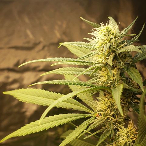 SLH growlog timeline photo