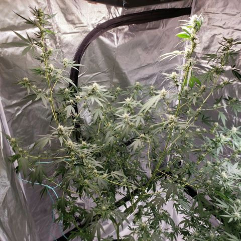 SLH growlog timeline photo