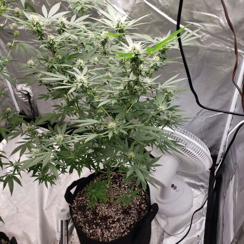 SLH growlog timeline photo