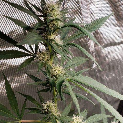 SLH growlog timeline photo