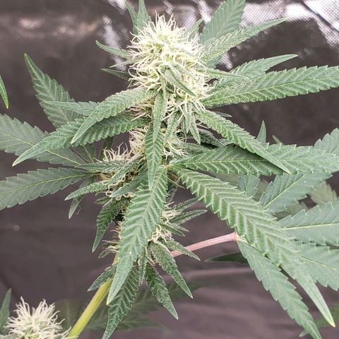 SLH growlog timeline photo