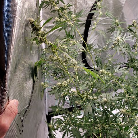 SLH growlog photo: Hopefully they will both fill in much more..🤞😐