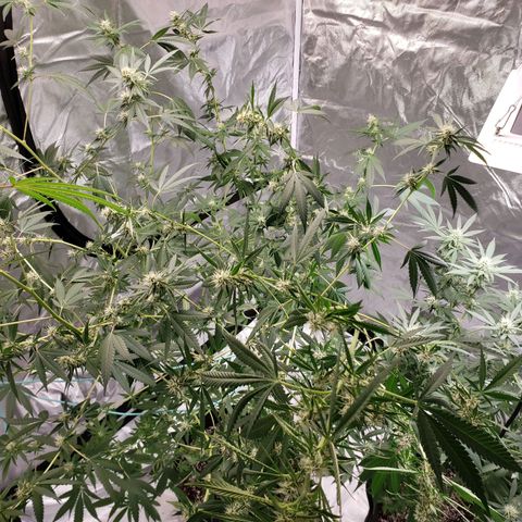 SLH growlog photo: Hopefully they will both fill in much more..🤞😐
