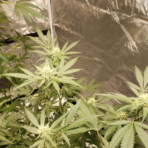 SLH growlog photo: Hopefully they will both fill in much more..🤞😐