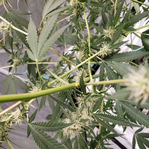 SLH growlog photo: Hopefully they will both fill in much more..🤞😐