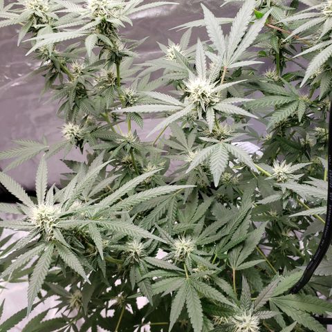 SLH growlog photo: Hopefully they will both fill in much more..🤞😐