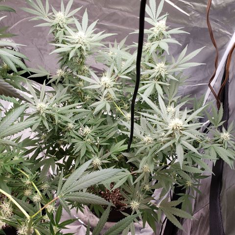 SLH growlog timeline photo