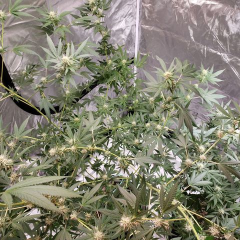 SLH growlog timeline photo