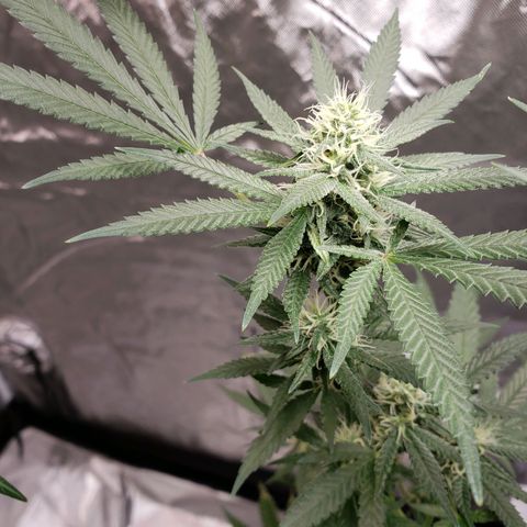 SLH growlog timeline photo