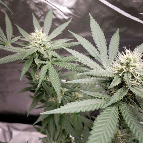 SLH growlog timeline photo