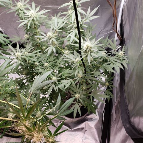 SLH growlog timeline photo