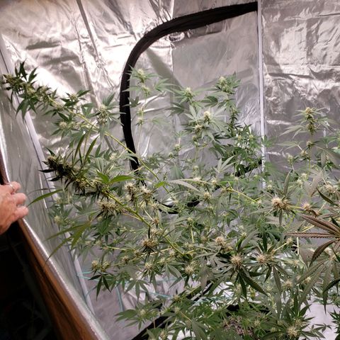 SLH growlog timeline photo