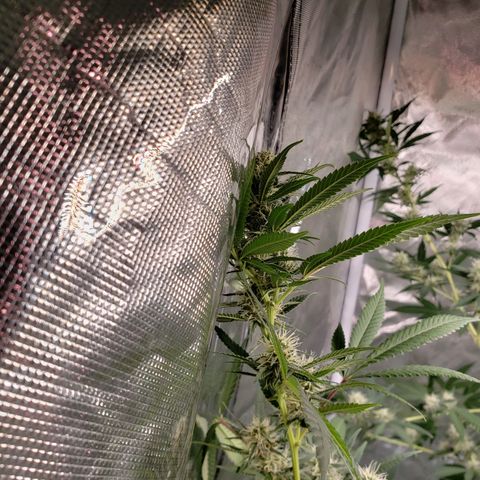 SLH growlog timeline photo