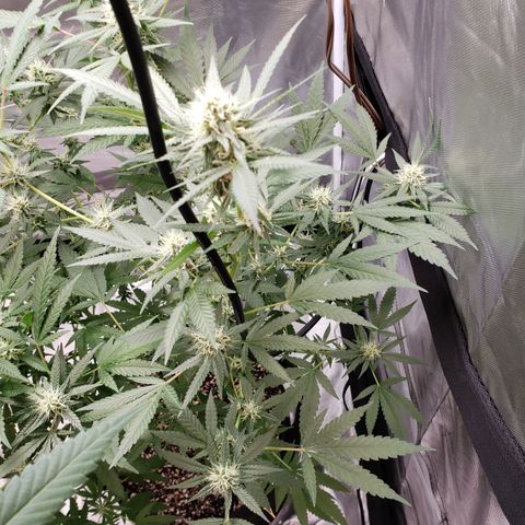 SLH growlog timeline photo