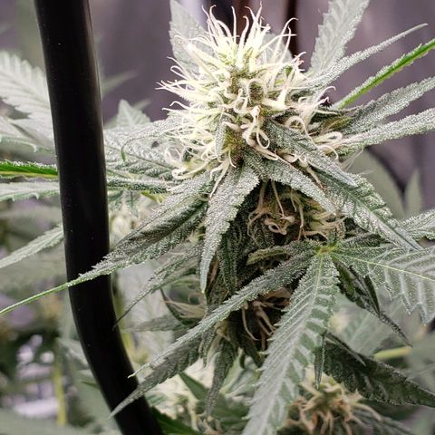 SLH growlog timeline photo