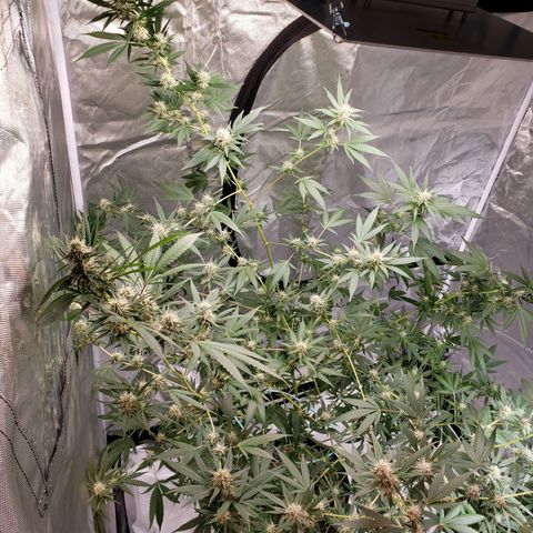 SLH growlog timeline photo
