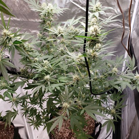 SLH growlog timeline photo