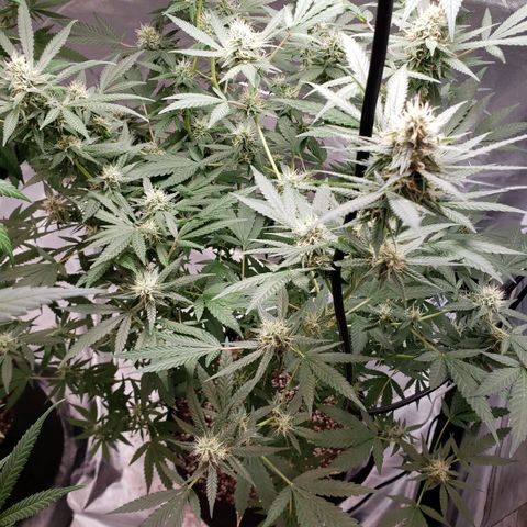 SLH growlog timeline photo
