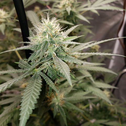 SLH growlog photo: Frosty...😎👌
