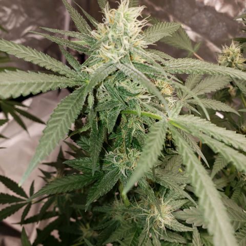 SLH growlog photo: Frosty...😎👌
