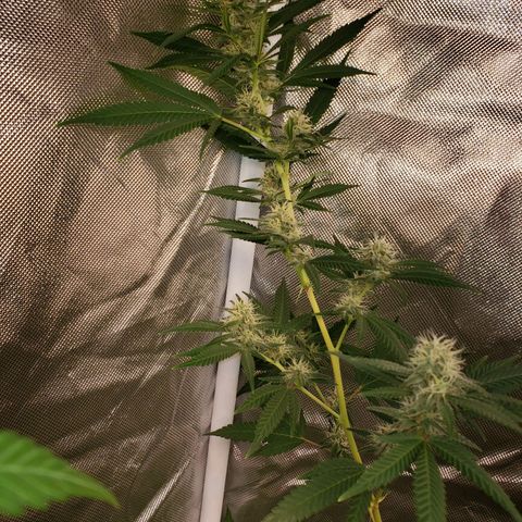 SLH growlog photo: Frosty...😎👌