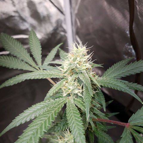 SLH growlog photo: Frosty...😎👌