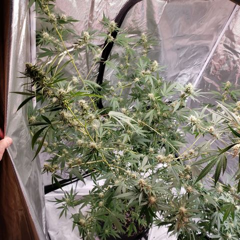 SLH growlog photo: Frosty...😎👌