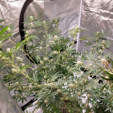 SLH growlog photo: Frosty...😎👌