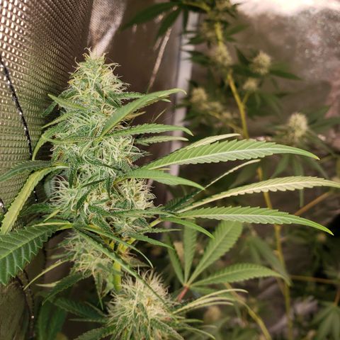 SLH growlog photo: Frosty...😎👌