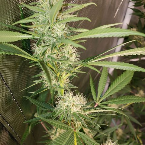 SLH growlog timeline photo