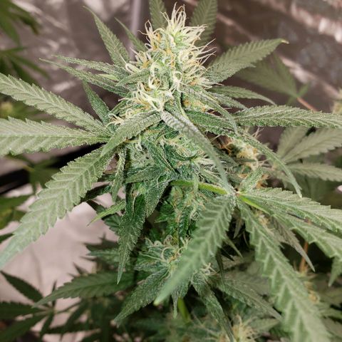 SLH growlog timeline photo