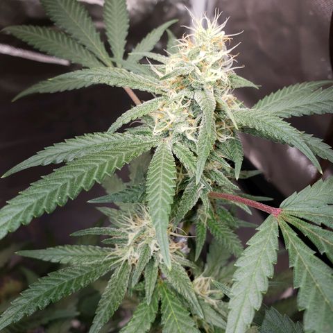 SLH growlog timeline photo